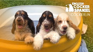 Cocker Spaniel Puppies  available  WHATSAPP 7204487573  Bangalore [upl. by Zetnom649]