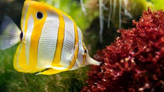 Top 10 Most Colorful Fish in the World [upl. by Atahs]