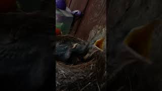 Robin Hatchlings  Day Seven Part 2  Three Baby Birds birds nest babyanimals [upl. by Owen195]