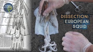 Dissection European Squid [upl. by Yelruc693]