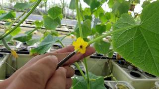 How to Hand Pollinate Your Cucumber Flowers  Greengold Farms [upl. by Nevets]