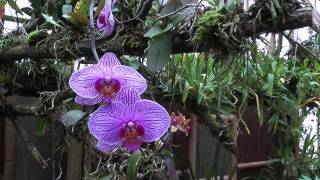 Orchideeën Hoeve Deel 1 1080p [upl. by Kessler]