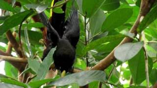 Crested oropendola vocalization [upl. by Elpmid]