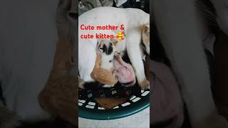 Cute mother and cute kitten deliver catlovercutekittensnimal [upl. by Nedra509]