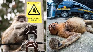 Naive Monkeys Get Electrocuted After Touching An Electric Pole [upl. by Aisnetroh]