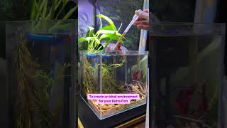 Secret Of Healthy Betta Sunken Garden Betta Water Conditioner [upl. by Vijar46]