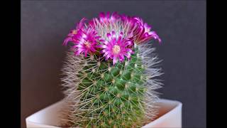 Pincushion Cactus [upl. by Adlare]