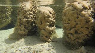 What are Stromatolites [upl. by Carri]