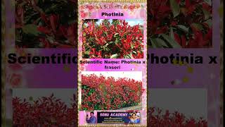 photinia photinia🍀🌿🌲plants shorts reels trending viral ytshorts shortsfeed facebook video [upl. by Welcome]