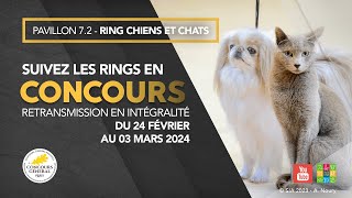 Ring Chiens et Chats 02032024 [upl. by Tindall697]