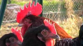 Poule de race  Marans [upl. by Marylou]