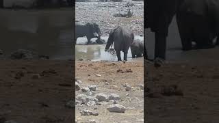 Elephants at the Okaukuejo waterhole at Etosha in Namibia [upl. by Dib]