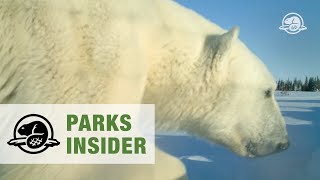 Polar bears in Wapusk National Park [upl. by Aelber899]