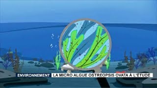 Environnement  la micro algue Ostreopsis ovata à l’étude [upl. by Earas]