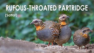 Rufous throated Partridge  Bird in Sattal  HINDI [upl. by Llerahc]