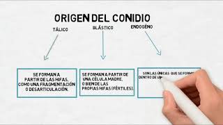 Micología  Origen y formación de conidios asexuados [upl. by Eddie]