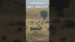 Experience the Drama of Wildebeest Migration [upl. by Fenwick787]