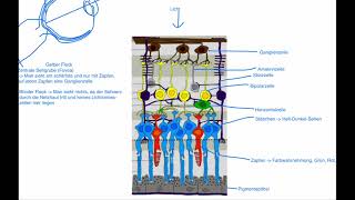 Neurobiologie  Aufbau der Netzhaut [upl. by Nilknarf]