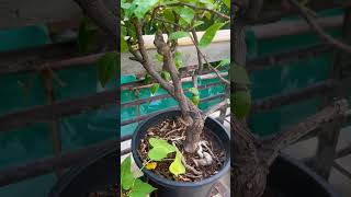 Bougainvillea not flowering Follow this tip gardningtips organicgardening bougainvillea [upl. by Ehcropal]