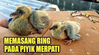 MEMASANG RING PADA MERPATI PIYIK UMUR 7 HARI [upl. by Firmin]