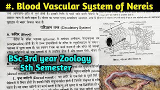 Blood Vascular system of Nereis in hindi  Circulatory system of Nereis  BSc 3rd year Zoology [upl. by Persons852]