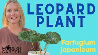 Leopard Plant Houseplant Care  Farfugium Japonicum  MOODY BLOOMS [upl. by Anniahs]