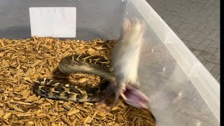 Venomous snake strikes real fast slow mo and rat spazzes out Tanzanian Puff Adder [upl. by Aniroc539]