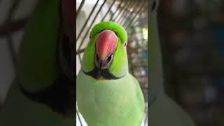 ye mithu talking parrot cute ❤️ [upl. by Nyrak]