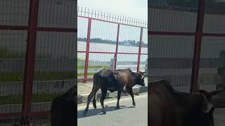 Nainital To Delhi Returning Highway Cows View 😍😍 [upl. by Rolyks453]