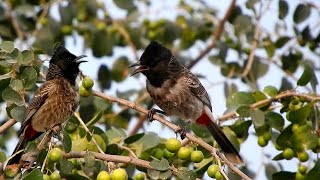 Nightingale bird singing sound  red vented bulbul sounds  bulbul ki awaz [upl. by Richman]