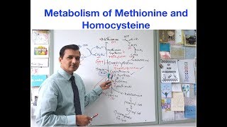 Metabolism of Methionine and Homocysteine [upl. by Eki431]