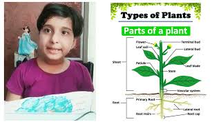 STEMEVSScienceparts of plantsuses of stemsParts of Plants herbshrubtreecreeperclimber [upl. by Oinotna907]