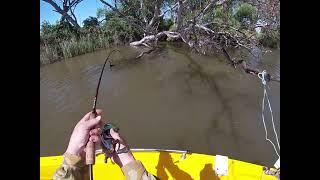 my first redfin goulburn river 101124 [upl. by Enalda]