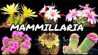 30 ESPÉCIES DE CACTOS DO GÊNERO MAMMILLARIA PARA IDENTIFICAÇÃO  CACTUS TV [upl. by Sancho971]