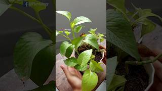 Rescue Plants  Pothos  Pothos Plant Care [upl. by Enerehs]