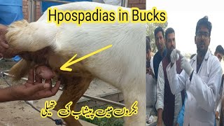 Hypospadias in bucks bakron mn pishab ki thaili ka banna Dr M Asif [upl. by Agnesse]