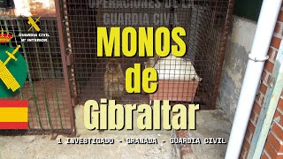 La Guardia Civil halla dos monos de Gibraltar encerrados en el patio de una vivienda de Granada [upl. by Galer473]