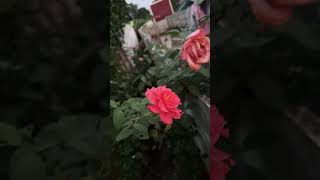 My Garden tamil garden rose home flowers flowergarden [upl. by Ikcim]