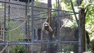 Whitehanded gibbons at sacramento zoo [upl. by Lanie192]