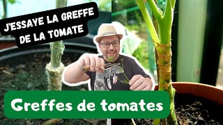 1er essais de greffes de tomates RESULTATS [upl. by Adnawot]