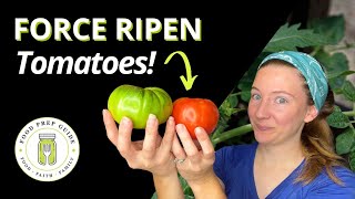 Ripening Tomatoes  This Trick SAVED My Crop 🍅🍅🍅 [upl. by Zwiebel779]