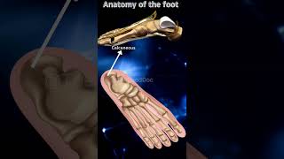 tarsals bones metatarsals phalanges feet foot medical doctor mbbs bhms bams anatomy [upl. by Ecirtnuahs]