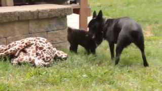 Schipperke Puppy For Sale [upl. by Hines871]