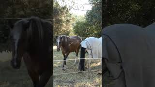 Horse comes visit horse naturelovers horselover gippsland [upl. by Gertrud]