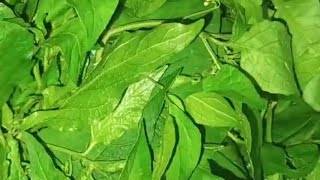 GanikeKasi Soppina PalyaWonderberry Leaves Stir Frytastyyummyhealthyeasyrecipe [upl. by Bullough365]