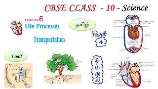 Life Processes in Tamil  Part 04 Class 10 Science Chapter 6 Biology in Tamil CBSE NCERT Science [upl. by Quentin]