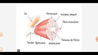 cours histologie le tissu musculaire [upl. by Nodnorb]