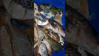 Loay Bohol Spearfishing food fishing seafood fish seafooddishes [upl. by Bennet732]