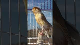 Canary birds subscribe like canarysinging [upl. by Lednar]