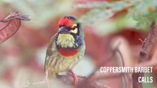 Coppersmith barbet  calls [upl. by Favata]